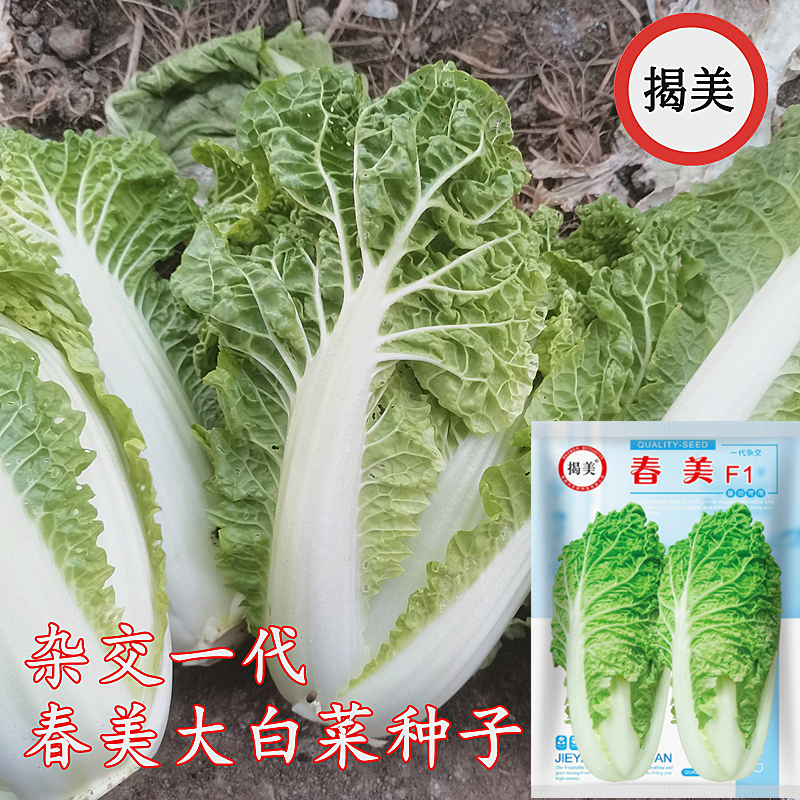 杂交一代金丝白菜种子
