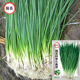 浓香型品质蔬菜种子分葱种子原厂包装 揭美四季 小香葱种子 10克