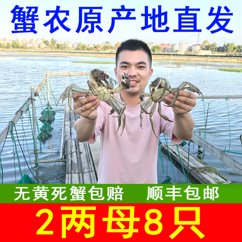 固城湖大闸蟹活2两全母螃蟹