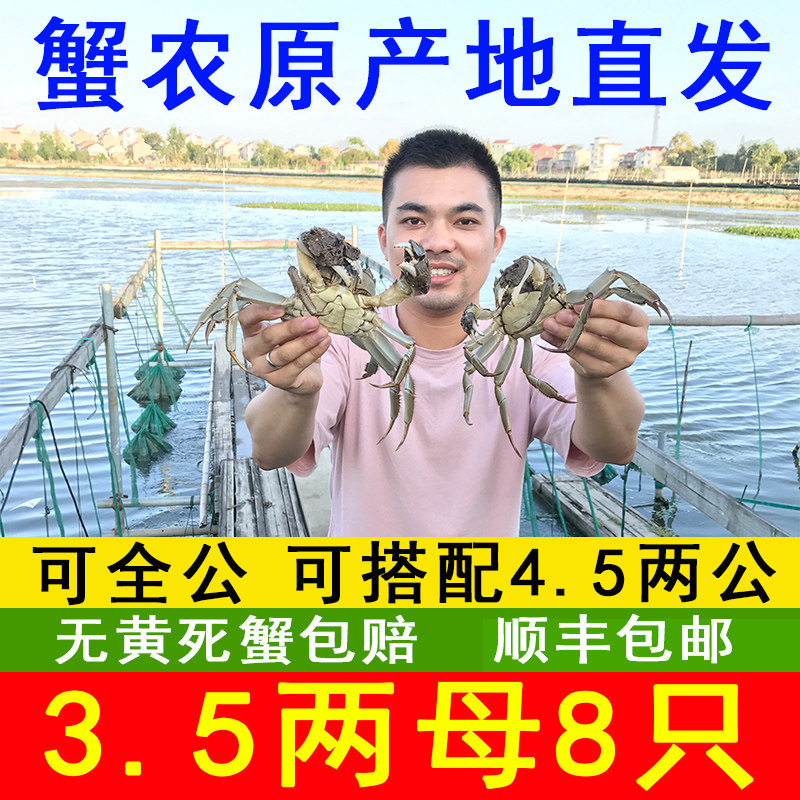现货南京固城湖大闸蟹鲜活特大螃蟹公4.5两母3.5两净重8只礼盒装