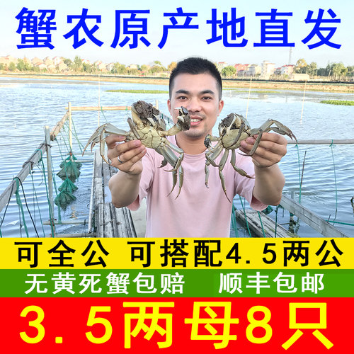 徽湖大闸蟹3.5两超大母蟹4两公