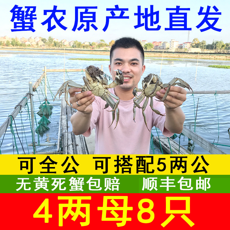 固城湖大闸蟹5两公4两母礼盒装