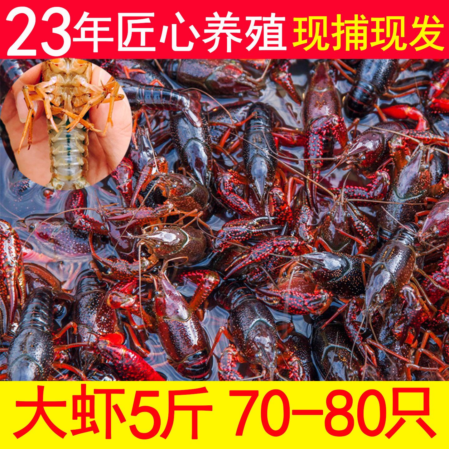 小龙虾鲜活江苏盱眙小龙虾生鲜青虾大号新鲜活虾清水产非潜江5斤
