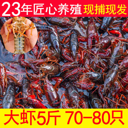 小龙虾鲜活江苏盱眙小龙虾生鲜青虾大号新鲜活虾清水产非潜江5斤