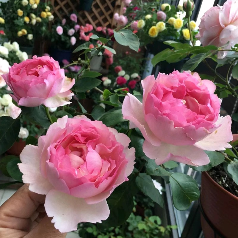 伊芙惟一月季花苗大花