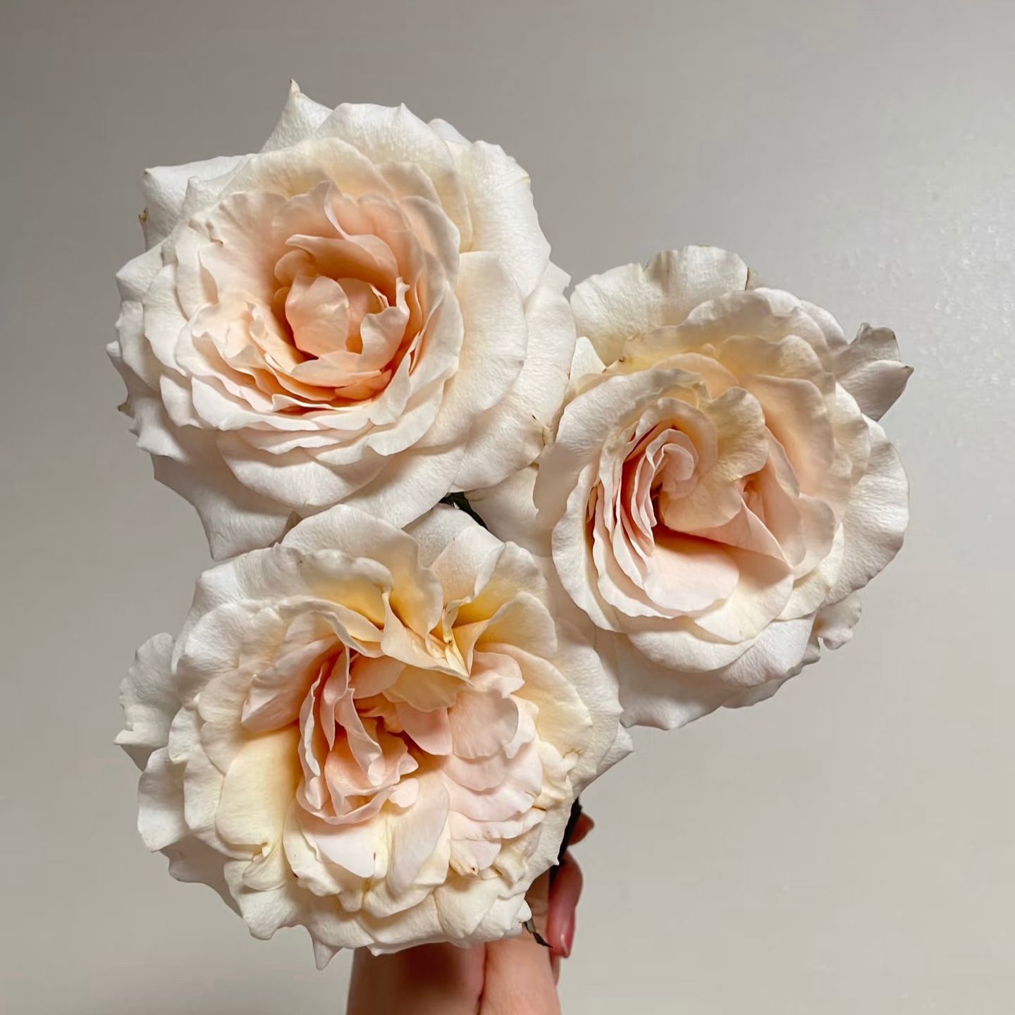 新品园丁老班月季花苗耐