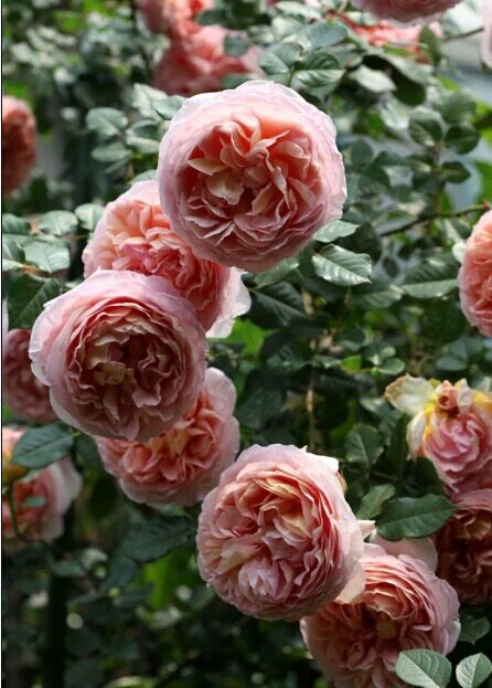 一百亩花田亚伯拉罕灌木月季好养浓香庭院多季节花卉植物盆栽苗