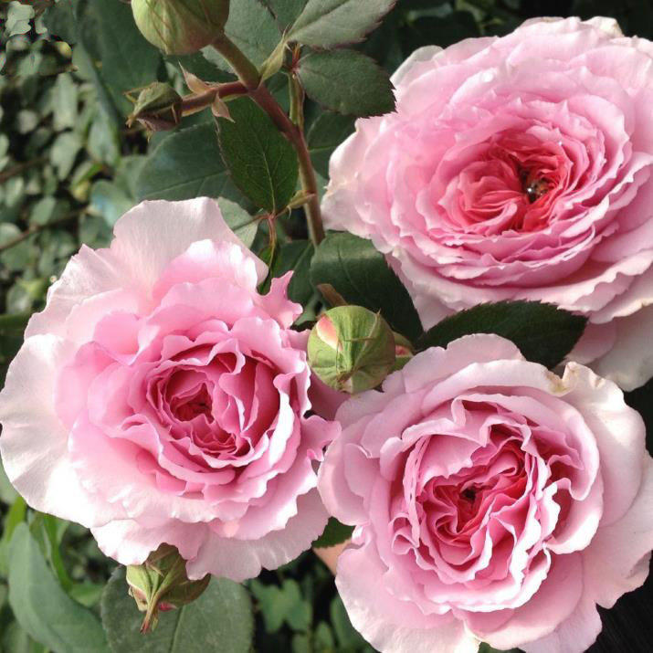 一百亩花田詹姆斯高威英国奥斯汀欧月季抗病庭院攀缘爬藤本植物,鲜花速递/花卉仿真/绿植园艺,月季/蔷薇/玫瑰,淘宝优惠券,粉丝福利购,淘宝优惠卷