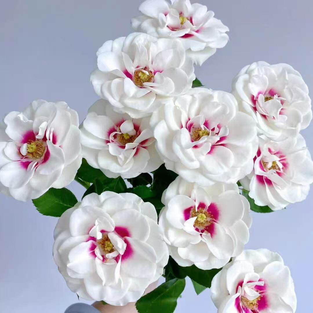 一百亩花田 桥边之约 Bridgeside荷兰超新品花园玫瑰花苗盆栽浓香