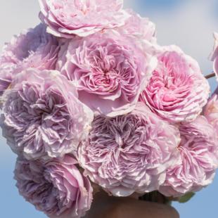 一百亩花田 鹤梦  国内自育 梦幻蓝紫色月季 庭院灌木玫瑰