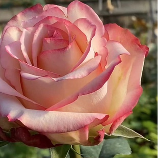 花苗大花灌木直立勤花切花玫瑰庭院阳台盆栽 月季 新品 托尔门塔