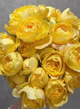 黄果汁月季 果汁阳台芽变 微型月季 阳台大花 黄色 植株紧凑 抗病