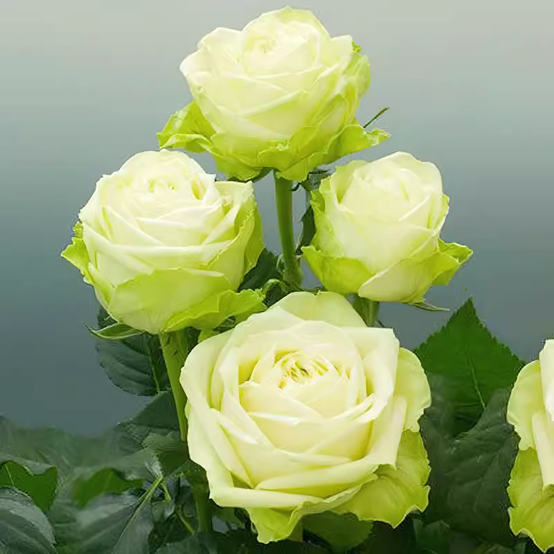 浪漫格林绿色月季花大苗盆栽抗病能力表现很强适合阳台庭院等