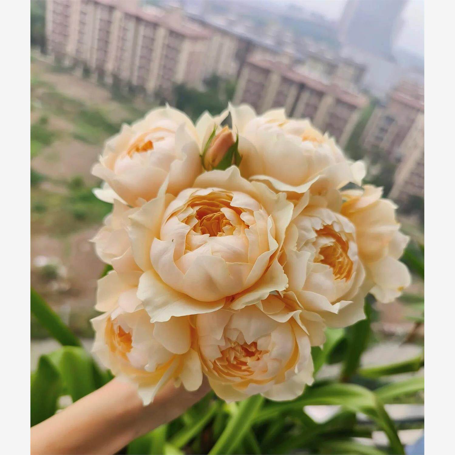 龙猫 月季花苗大花多季盆栽阳台玫瑰切花庭院花卉勤花蔷薇植物