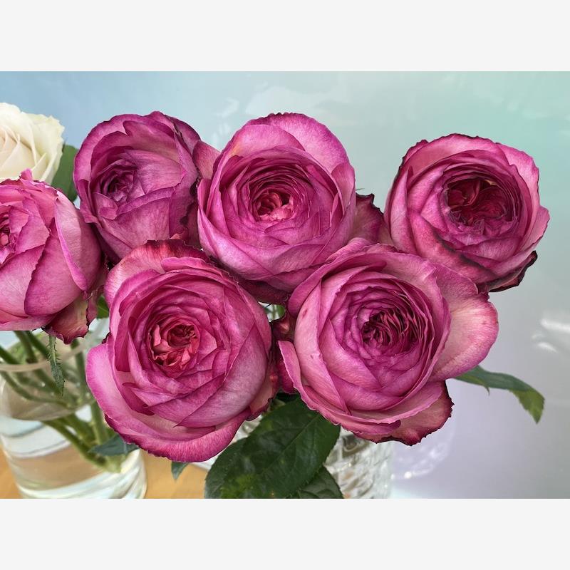 伊芙妖艳月季花苗大花