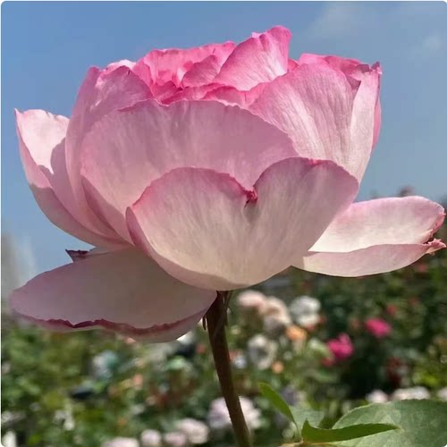 伊芙粉伯爵 大花浓香月季花苗绿植花卉玫瑰阳台庭院盆栽地