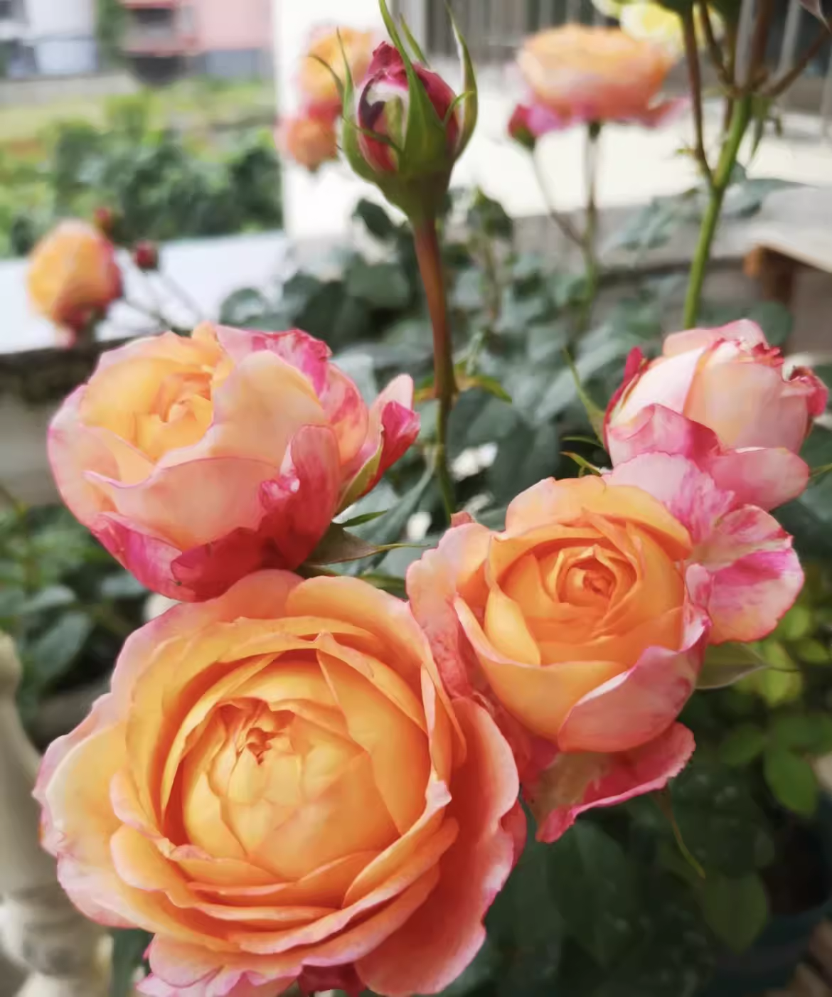 【大花美人】玫瑰月季室内外树苗绿植物开花阳台庭院盆栽