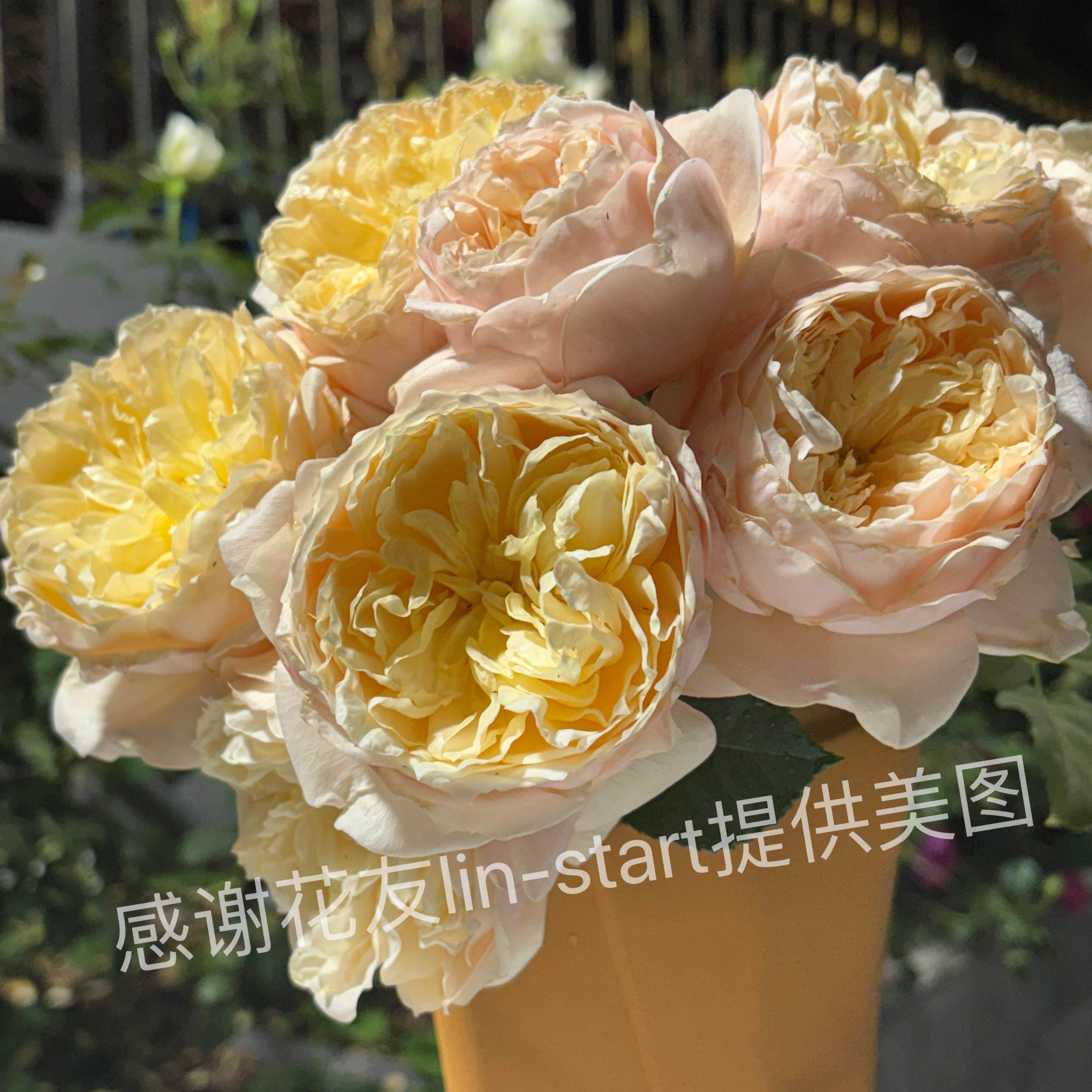 特洛伊罗斯Troilus月季