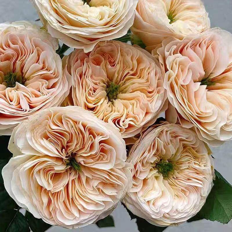 斯坦利修道院月季 Wans Roses 灌木大花 杏色 切花玫瑰 抗病