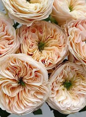 斯坦利修道院月季 Wans Roses 灌木大花 杏色 切花玫瑰 抗病