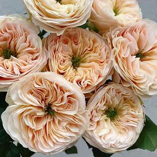 斯坦利修道院月季 Wans Roses 灌木大花 杏色 切花玫瑰 抗病