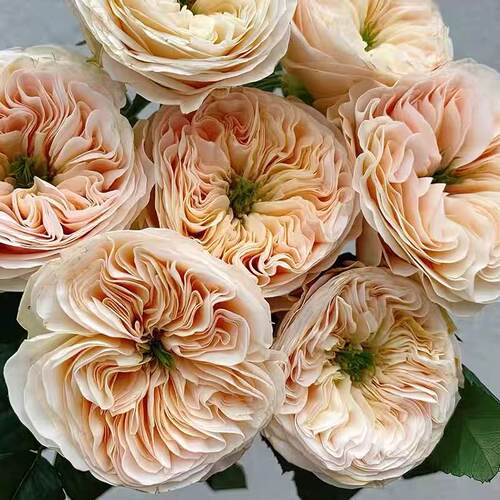 斯坦利修道院月季 Wans Roses 灌木大花 杏色 切花玫瑰 抗病