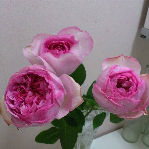 一百亩花田伊芙IM纯系列
