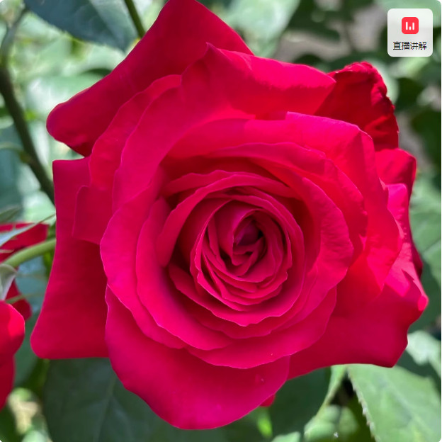 超新品东方明珠月季灌木大花抗病强庭院阳台盆栽多季开花,鲜花速递/花卉仿真/绿植园艺,月季/蔷薇/玫瑰,淘宝优惠券,粉丝福利购,淘宝优惠卷