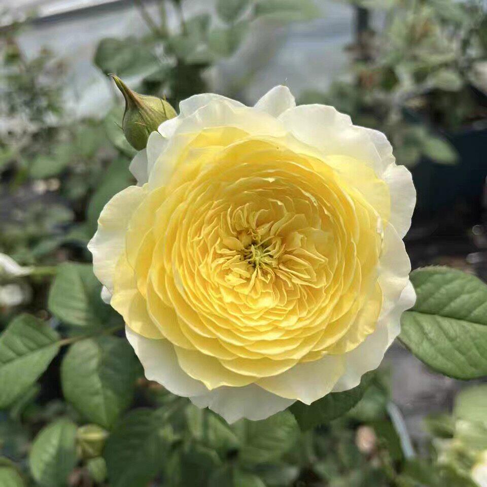 浮光月季 国月 灌木大花中香 嫩黄色 勤花多头 长势强健 抗病耐热