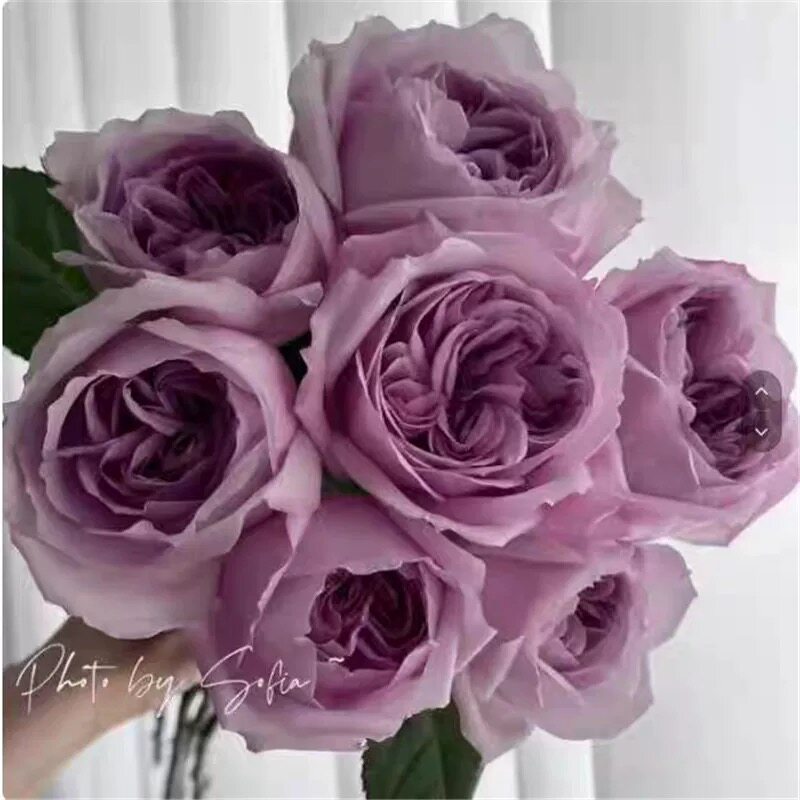 新品 卡伦 月季花苗日月重瓣大花灌木浓香香芋紫色庭院阳台盆栽