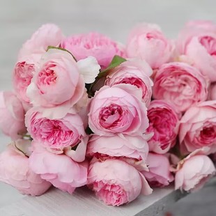 开花 自育大花浓香耐热庭院阳台盆栽多季 一百亩花卉新品 玉环鸣月季