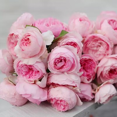 一百亩花卉新品玉环鸣月季自育大花浓香耐热庭院阳台盆栽多季开花