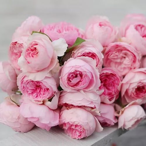 一百亩花卉新品玉环鸣月季自育大花浓香耐热庭院阳台盆栽多季开花