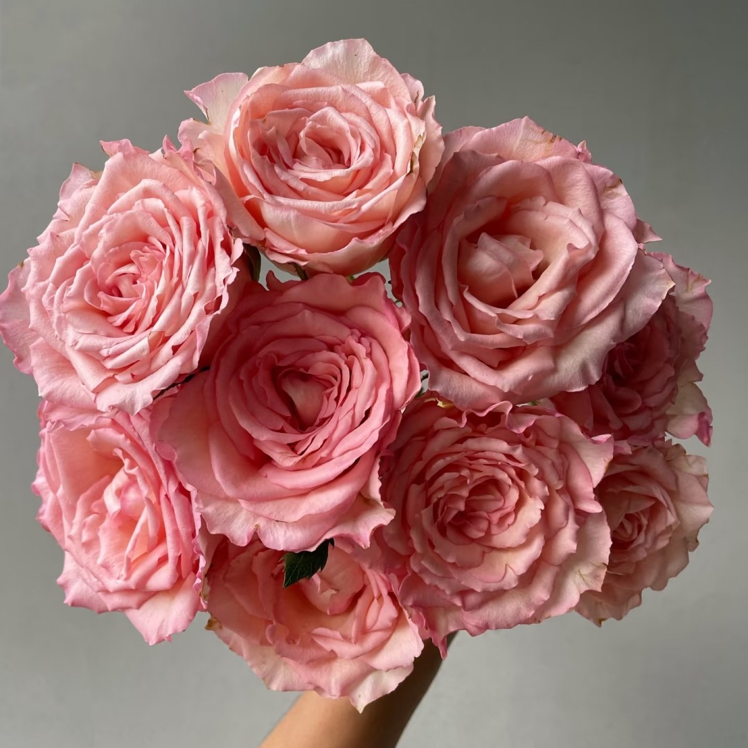 新品春天芭蕾月季花苗