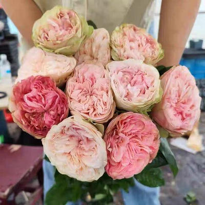 一百亩花田 春野公园 Springfield park 会变色的超新品切花月季