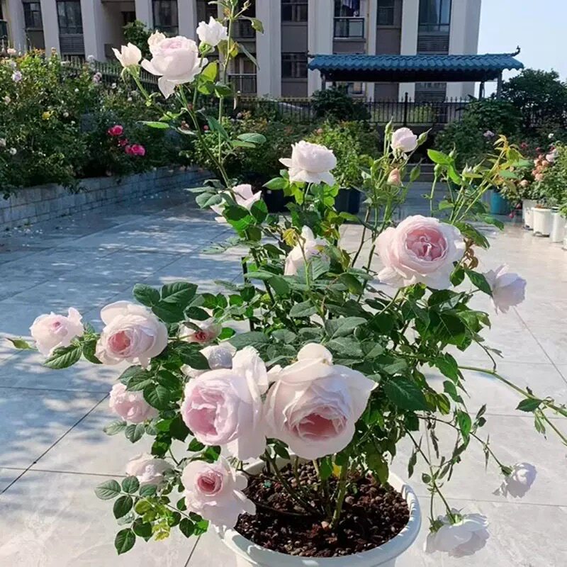 夜光杯 月季花苗 大花灌木勤花月季浓香庭院阳台花卉盆栽植物