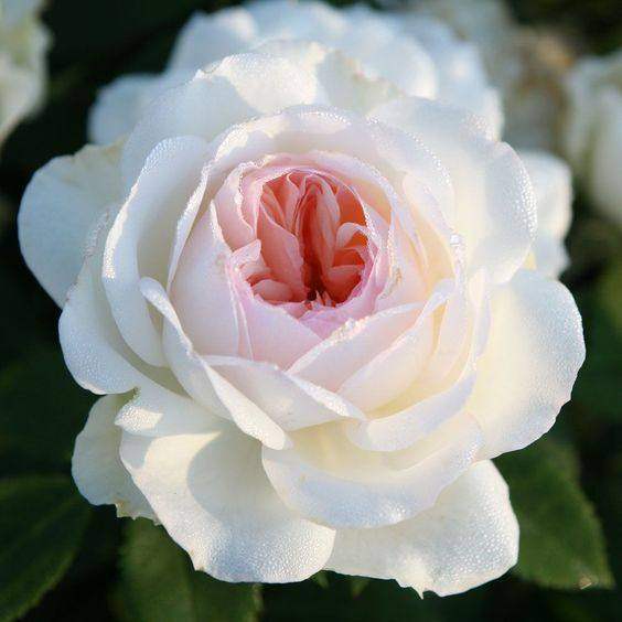 新品 斯蒂芬妮古城堡 月季花苗勤花多头大花灌木玫瑰阳台庭院盆栽,鲜花速递/花卉仿真/绿植园艺,月季/蔷薇/玫瑰,淘宝优惠券,粉丝福利购,淘宝优惠卷