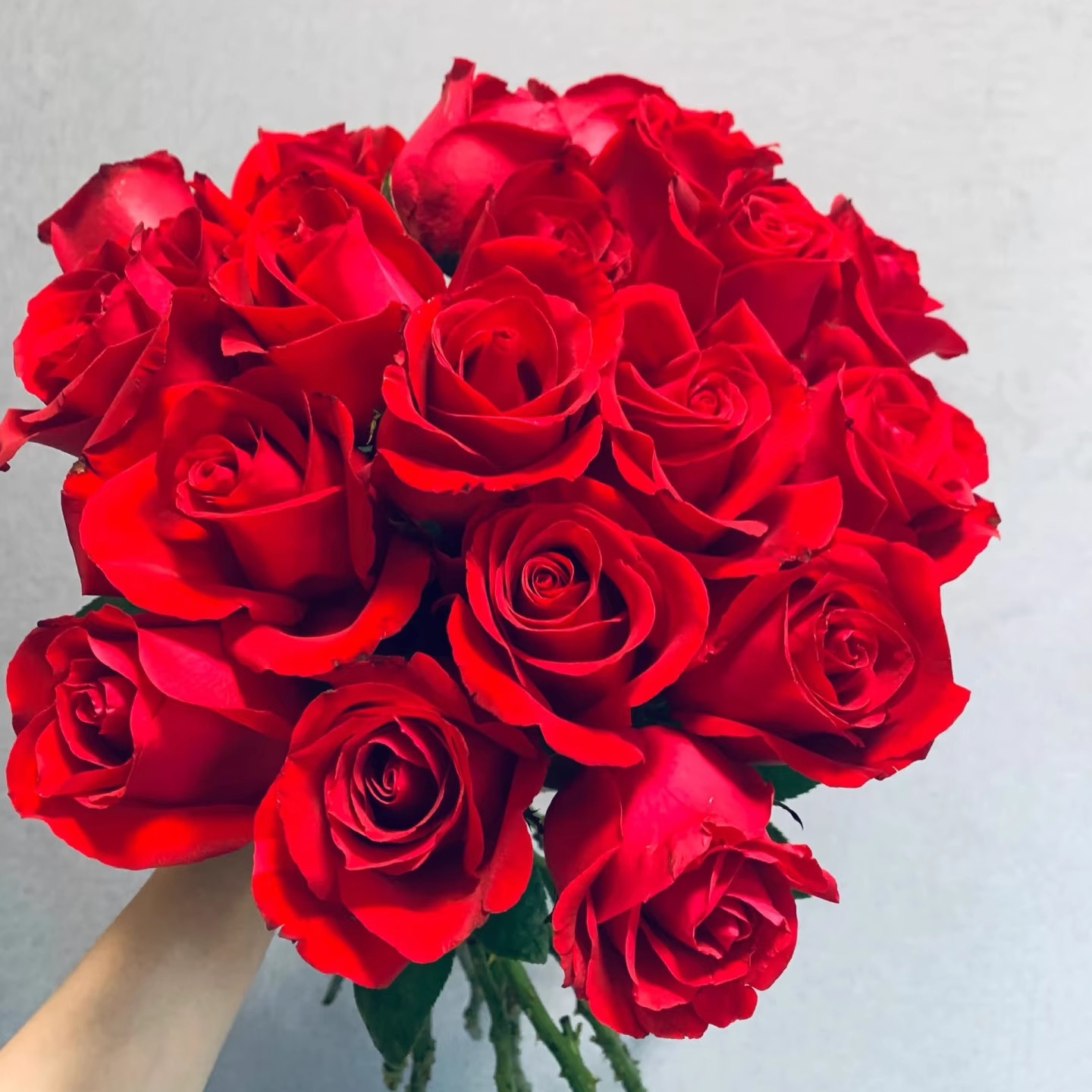 Corolla红玫瑰月季花苗