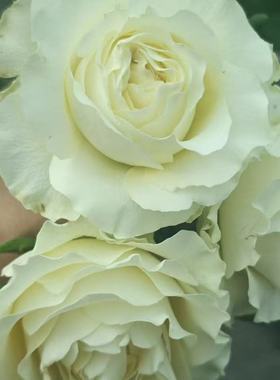 一百亩花田奶油卡帕蒂姆Crean CarpeDiem 厄尔多瓜耐切花月季