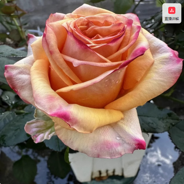 杏色皇后 进口玫瑰大花多季开花庭院阳台盆栽切花月季花苗