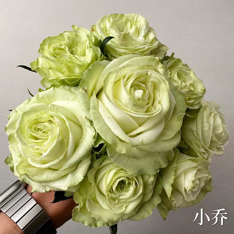 小乔月季新品种灌木切花玫瑰奶绿色小卷边耐开花瓣厚实阳台庭院