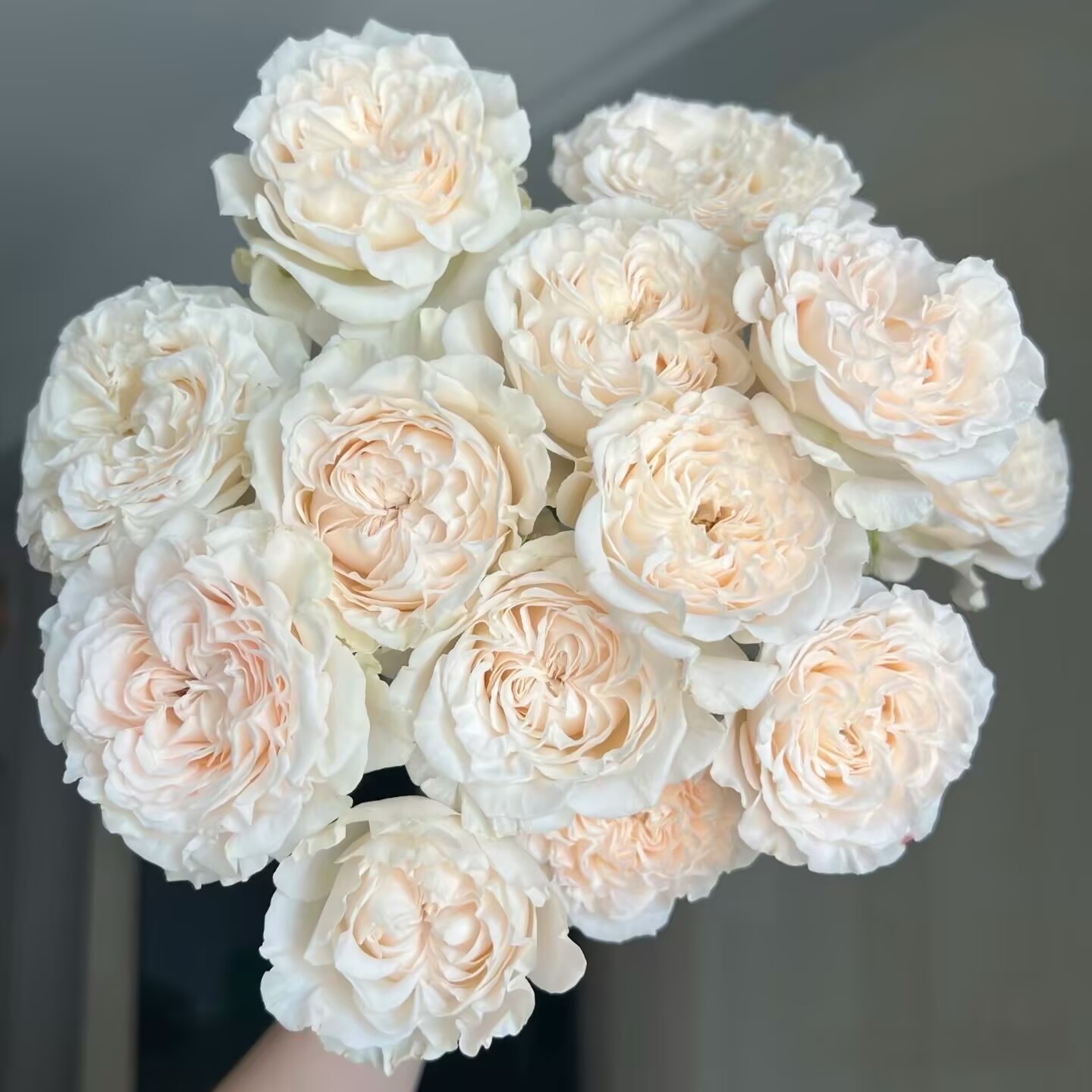 一百亩花田 蓬蓬波浪 Fluffy flow 2025肯尼亚超新品多头月季花苗