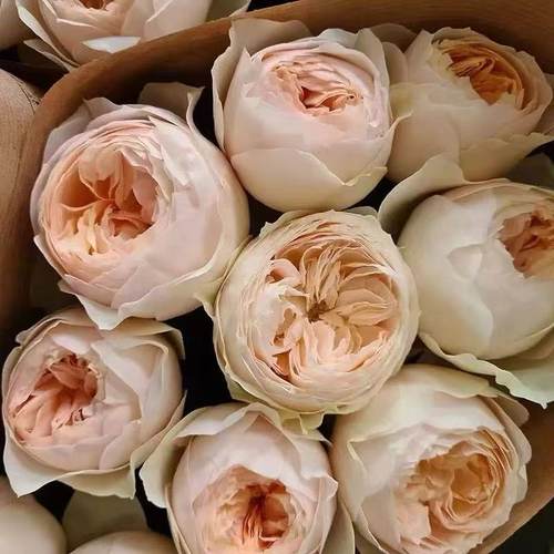 艾玛伍德豪斯月季 简司拜克 灌木大花 切花玫瑰 奶油粉色 花期长