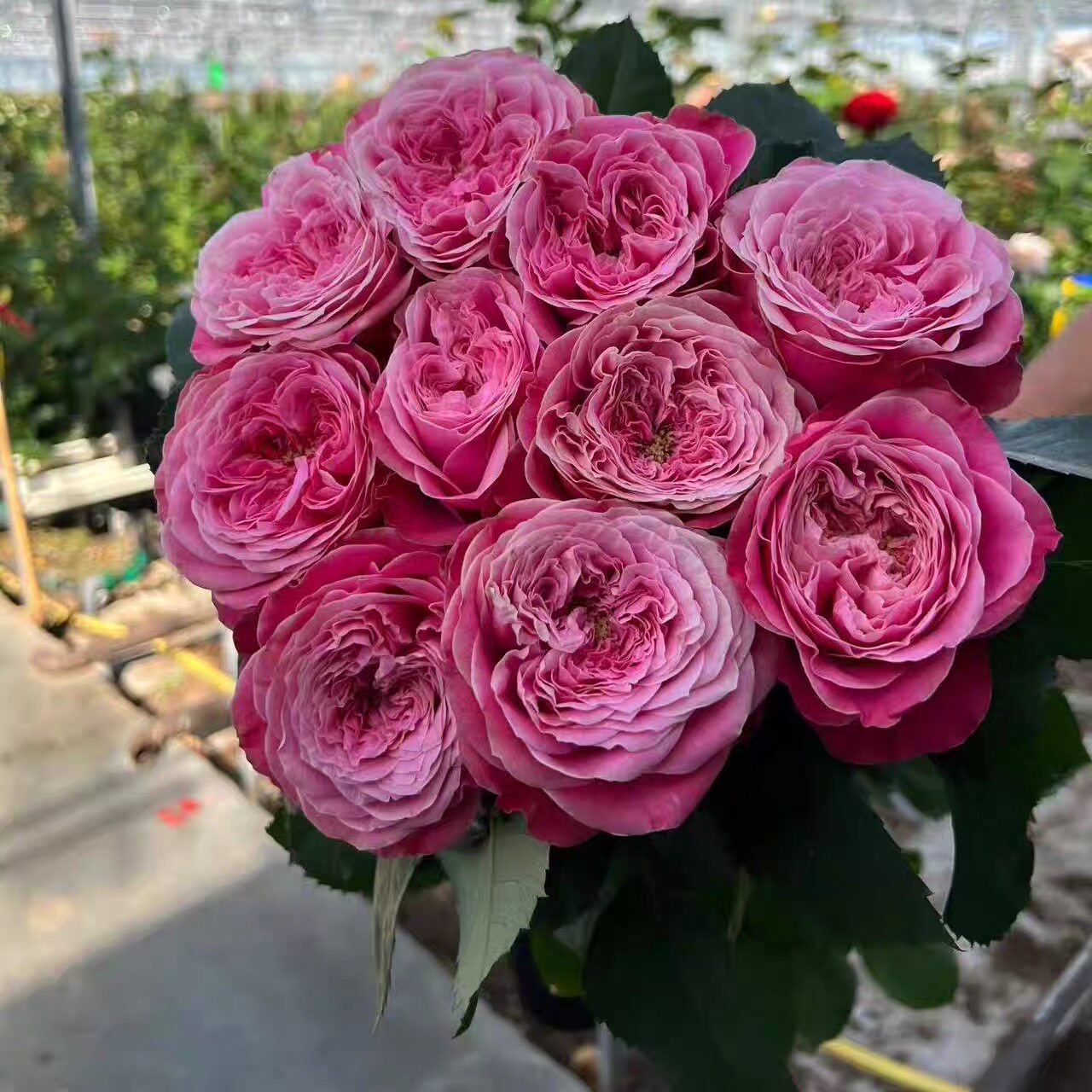 一百亩花田沐泽庄园 Villa Muze 荷兰灌木花苗盆栽月季大花植物
