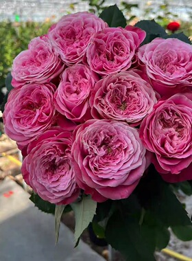 一百亩花田沐泽庄园  Villa Muze 荷兰灌木花苗盆栽月季大花植物