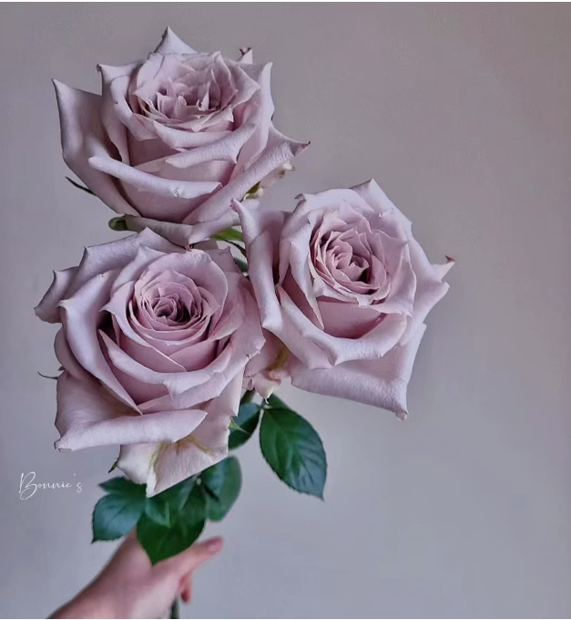 超新月季 幽兰香切花玫瑰月季四季开花盆栽阳台地栽直立性好