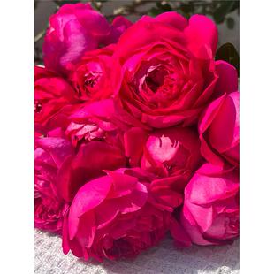 惊鸿月季 国产 灌木大花浓香 紫红色 勤花抗病 枝条细软 盆栽花苗