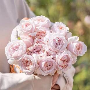 环佩月季 国月 灌木大花浓香 浅粉色 直立 勤花 抗病 多季 长势快