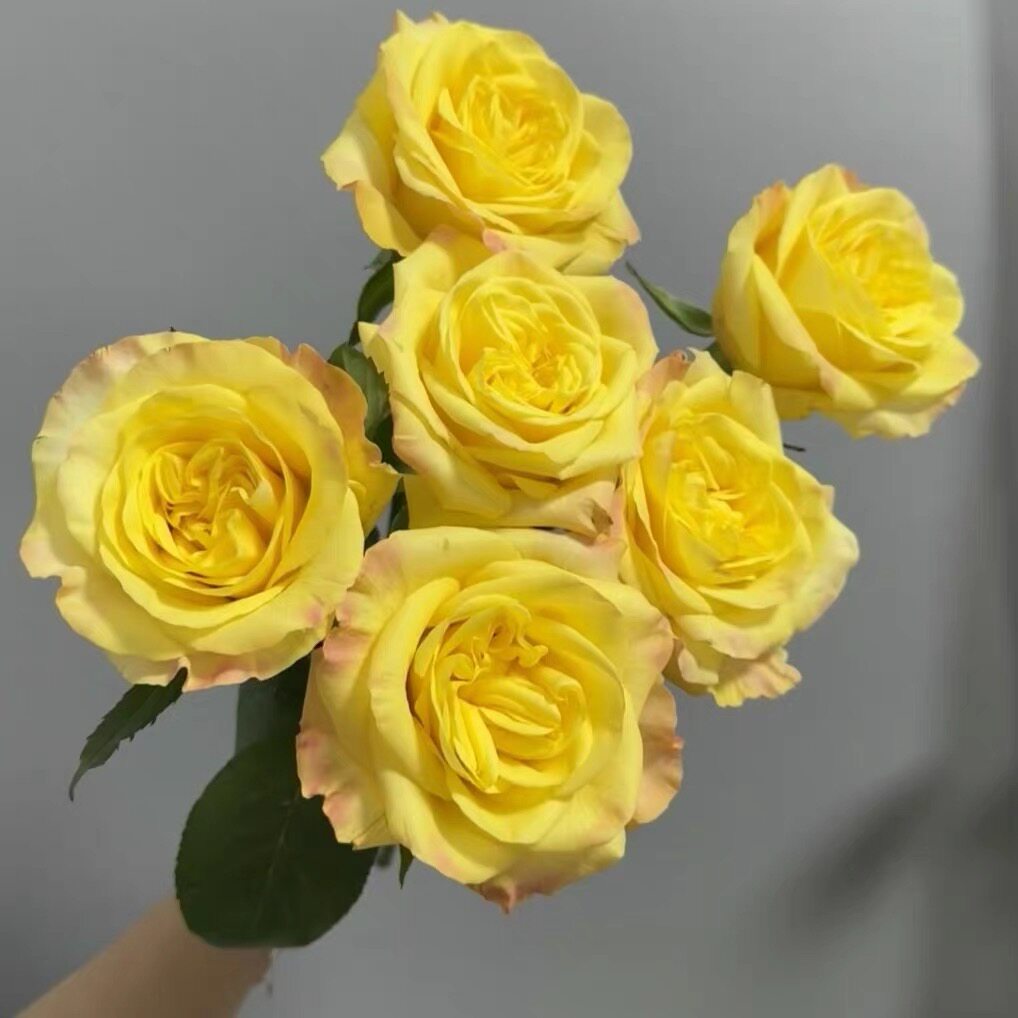 新品 蜂蜜布丁 月季花苗 迪瑞特 灌木大花 黄色切花玫瑰直立勤花