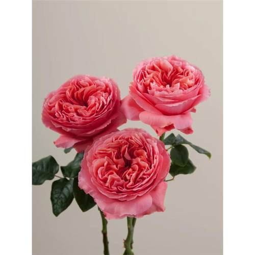 一百亩花田糖果印象 candy x-pression 厄瓜多尔月季花苗灌木大花